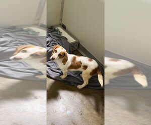 Beagle-Unknown Mix Dogs for adoption in Pierceton , IN, USA