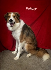 Collie Dogs for adoption in Chester, IL, USA