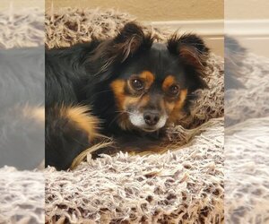 Spaniel-Unknown Mix Dogs for adoption in Petaluma, CA, USA