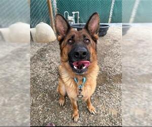 German Shepherd Dog Dogs for adoption in Santa Maria, CA, USA