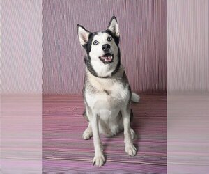 Siberian Husky Dogs for adoption in Vaughan, Ontario, Canada