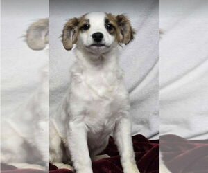Chihuahua-Unknown Mix Dogs for adoption in Lakewood, CO, USA