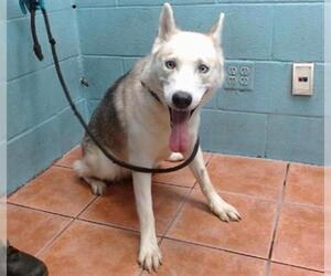 Siberian Husky-Unknown Mix Dogs for adoption in Downey, CA, USA