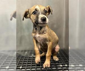 American Staffordshire Terrier-Unknown Mix Dogs for adoption in San Antonio, TX, USA