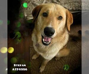 German Shepherd Dog Dogs for adoption in Tulsa, OK, USA