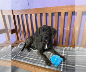 Mutt Dogs for adoption in Genesee, WI, USA