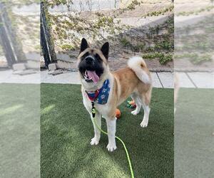 Akita-Unknown Mix Dogs for adoption in Elk Grove, CA, USA