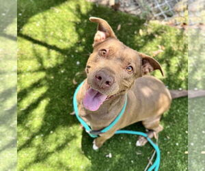 Labrador Retriever-Unknown Mix Dogs for adoption in Hilton Head, SC, USA