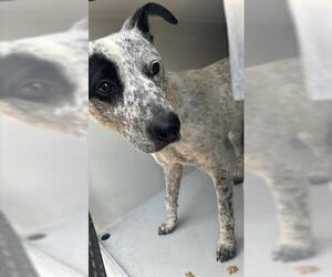 Mutt Dogs for adoption in Houston, TX, USA