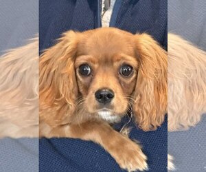 Cavalier King Charles Spaniel Dogs for adoption in Fort Wayne, IN, USA