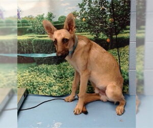 German Shepherd Dog-Unknown Mix Dogs for adoption in Moreno Valley, CA, USA