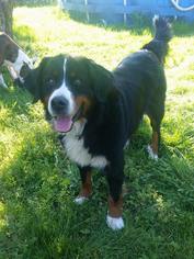 Bernese Mountain Dog Dogs for adoption in Eugene, OR, USA