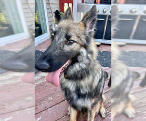 Alaskan Malamute-German Shepherd Dog Mix Dogs for adoption in Princeton, MN, USA