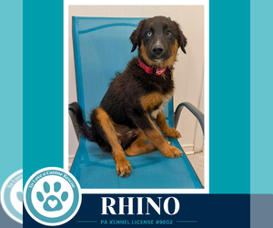 Australian Shepherd Dogs for adoption in Kimberton, PA, USA