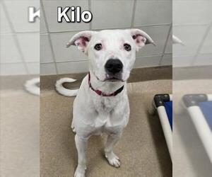 Borador Dogs for adoption in Derwood, MD, USA