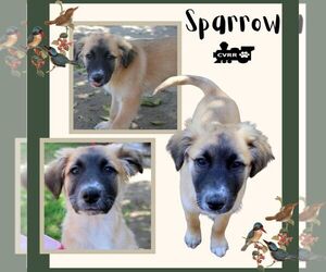 Australian Shepherd-Retriever Mix Dogs for adoption in Lindsay, CA, USA