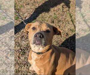 American Pit Bull Terrier-Unknown Mix Dogs for adoption in Wenonah, NJ, USA