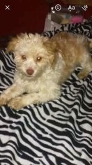 Poodle (Standard) Dogs for adoption in Littleton, CO, USA