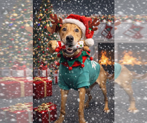 Unknown-Vizsla Mix Dogs for adoption in Spotsylvania, VA, USA