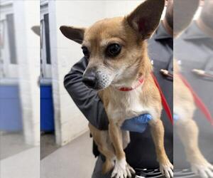 Chihuahua-Unknown Mix Dogs for adoption in San Bernardino, CA, USA