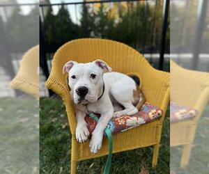 American Pit Bull Terrier Dogs for adoption in Charlotte, NC, USA