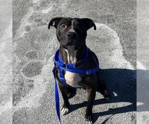 Mutt Dogs for adoption in Boston, MA, USA