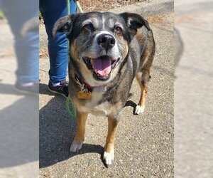 Shepradors Dogs for adoption in Ventura, CA, USA