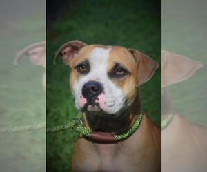 Boxer Dogs for adoption in Fairfax, VA, USA