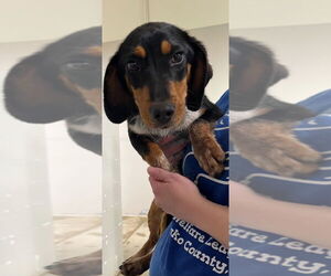 Beagle-Unknown Mix Dogs for adoption in Pierceton , IN, USA