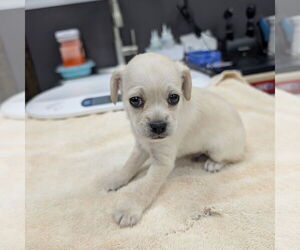 Maltese-Unknown Mix Dogs for adoption in Chico, CA, USA