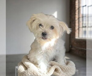 Maltese-Unknown Mix Dogs for adoption in Cary, NC, USA