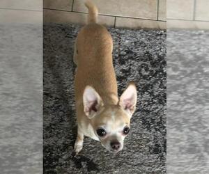 Chihuahua Dogs for adoption in Taunton, MA, USA