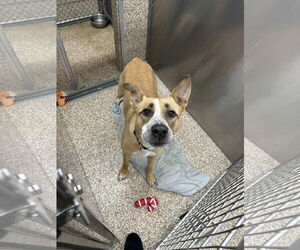 Mutt Dogs for adoption in Martinsburg, WV, USA