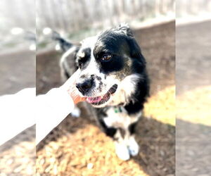 Australian Shepherd-Unknown Mix Dogs for adoption in Houston, TX, USA