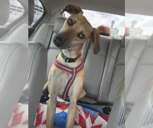 Greyhound-Unknown Mix Dogs for adoption in Venus, TX, USA