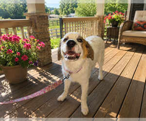 Saint Pyrenees Dogs for adoption in MIDWAY, UT, USA
