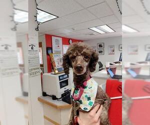 Poodle (Miniature) Dogs for adoption in Brewster, MA, USA