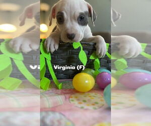 American Pit Bull Terrier-Unknown Mix Dogs for adoption in Wenonah, NJ, USA