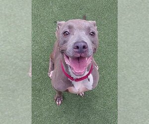American Staffordshire Terrier Dogs for adoption in Fort Lauderdale, FL, USA