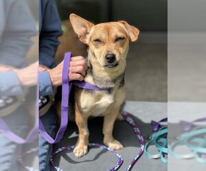 Chihuahua-German Shepherd Dog Mix Dogs for adoption in San Martin, CA, USA