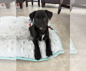 Mutt Dogs for adoption in Royal Palm Beach, FL, USA