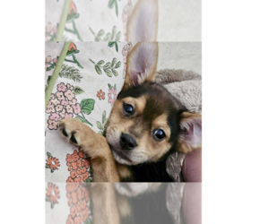 Jack Russell Terrier-Unknown Mix Dogs for adoption in Tampa, FL, USA