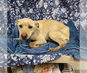Chihuahua Dogs for adoption in Modesto, CA, USA