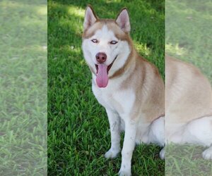 Siberian Husky-Unknown Mix Dogs for adoption in Miami, FL, USA