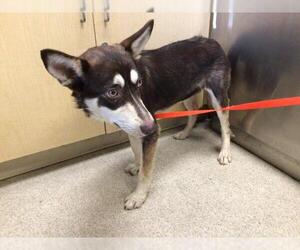 Siberian Husky-Unknown Mix Dogs for adoption in Riverside, CA, USA