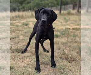 Great Dane Dogs for adoption in Lakewood, CO, USA