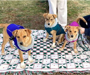 Mutt Dogs for adoption in Unionville, PA, USA