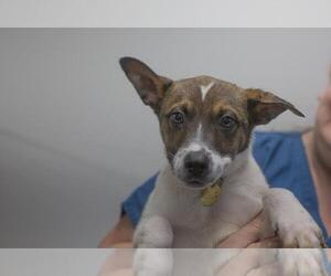 Mountain Cur-Unknown Mix Dogs for adoption in Mountain Home, AR, USA