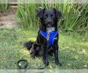 Mutt Dogs for adoption in Santa Clara, CA, USA