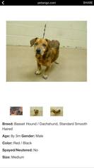 Basschshund Dogs for adoption in Williston, VT, USA